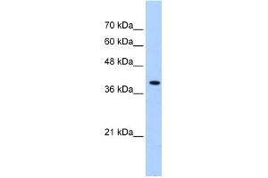 WB Suggested Anti-PEX10 Antibody Titration:  0. (PEX10 Antikörper  (Middle Region))