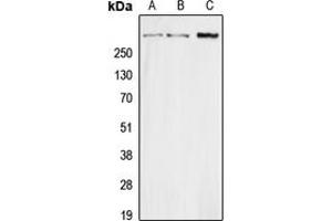 Western blot analysis of Secretin expression in HEK293T (A), Raw264.
