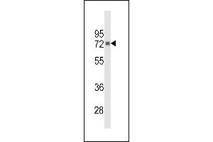 Western blot analysis of hPIP5K1G- (ABIN392596 and ABIN2842125) in Hela cell line lysates (35 μg/lane). (PIP5K1C Antikörper  (C-Term))