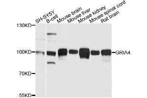 Western blot analysis of extracts of various cell lines, using GRIA4 antibody (ABIN5996297) at 1/1000 dilution. (GRIA4 Antikörper)