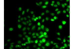 Immunofluorescence analysis of A549 cells using PRDM7 antibody. (PRDM7 Antikörper  (AA 210-310))
