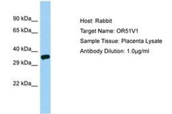 OR51V1 antibody  (AA 206-255)