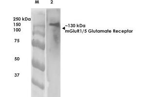Western Blot analysis of Rat Brain Membrane showing detection of ~130 kDa mGluR5 protein using Mouse Anti-mGluR5 Monoclonal Antibody, Clone S75-33 . (Metabotropic Glutamate Receptor 5 Antikörper  (AA 824-1203) (Biotin))