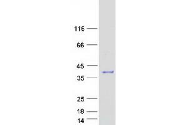 PGAM5 Protein (Transcript Variant 1) (Myc-DYKDDDDK Tag)