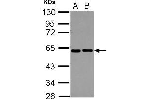 Western Blotting (WB) image for anti-Eukaryotic Translation Initiation Factor 2, Subunit 2 Beta, 38kDa (EIF2S2) (AA 1-216) antibody (ABIN1497973)