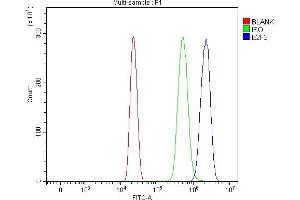 Flow Cytometry analysis of HL-60 cells using anti-E2F3 antibody (ABIN7602654). (E2F3 Antikörper  (AA 91-465))