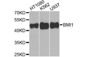 Western blot analysis of extracts of various cell lines, using BMI1 antibody (ABIN5970044) at 1/1000 dilution. (BMI1 Antikörper)