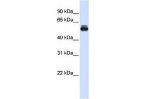 Image no. 1 for anti-Tripartite Motif Containing 35 (TRIM35) (AA 151-200) antibody (ABIN6740643)
