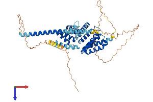RMDN3 Protein (AA 1-470) (His tag)