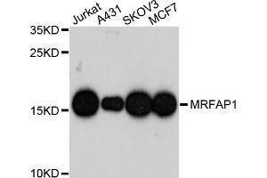 Western blot analysis of extracts of various cell lines, using MRFAP1 antibody. (MRFAP1 Antikörper)
