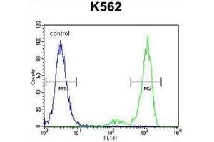 Flow cytometric analysis of K562 cells using ESSPL Antibody  (right histogram) compared to a negative control cell (left histogram). (ESSPL Antikörper  (Middle Region))