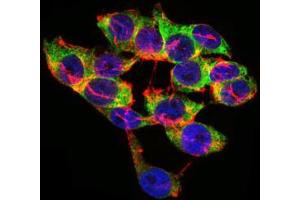Immunofluorescence analysis of HepG2 cells using LPA mouse mAb (green). (LPA Antikörper  (AA 4330-4521))
