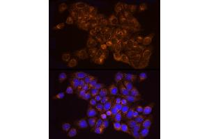 Immunofluorescence analysis of HeLa cells using [KO Validated]  Rabbit mAb (ABIN7265466) at dilution of 1:25 (40x lens). (Adenylate Kinase 2 Antikörper)