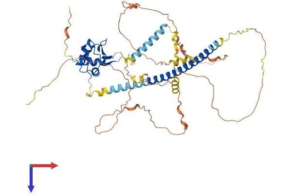 HSF1 Protein (AA 1-525) (His tag)