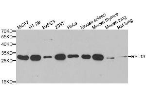 Western blot analysis of extracts of various cell lines, using RPL13 antibody. (RPL13 Antikörper  (AA 1-211))