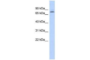 KLHL14 antibody used at 0. (KLHL14 Antikörper  (N-Term))