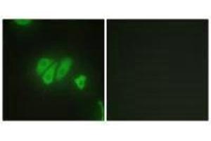 Immunofluorescence analysis of HepG2 cells, using PDZD2 antibody. (PDZD2 Antikörper)