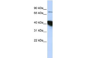 WB Suggested Anti-KIAA0427 Antibody Titration:  0. (CTIF/KIAA0427 Antikörper  (N-Term))