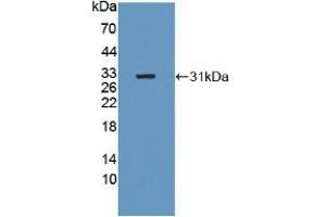 Figure. (B4GALNT2 Antikörper  (AA 324-566))