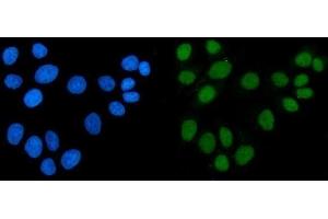 IF analysis of ACF1/BAZ1A using anti-ACF1/BAZ1A antibody (ABIN7599651). (BAZ1A Antikörper  (AA 1033-1536))