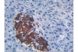 IHC-P analysis of Human Pancreas Tissue, with DAB staining.