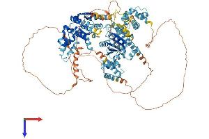 SMARCAD1 Protein (AA 1-1021) (His tag)