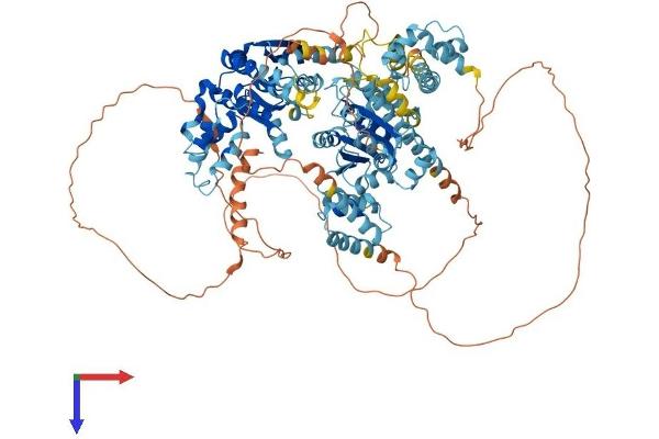 SMARCAD1 Protein (AA 1-1021) (His tag)