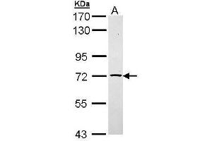 WB Image Sample (30 ug of whole cell lysate) A: Raji 7. (TXNDC3/NME8 Antikörper  (Center))