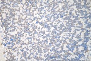 Immunohistochemistry was performed on paraffin-embedded mouse brain using DYNLL1 antibody (ABIN7798403), 1:200).