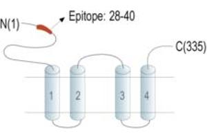 Magnesium Transporter 1 (MAGT1) peptide