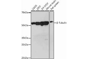 Western blot analysis of extracts of various cell lines, using β-Tubulin Rabbit mAb (ABIN7271043) at 1:1000 dilution. (TUBB Antikörper)