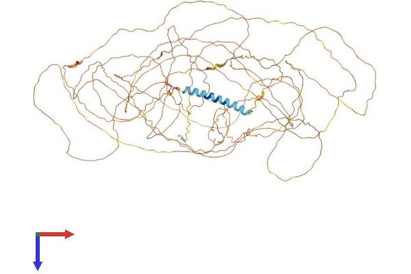 FSCB Protein (AA 1-1074) (His tag)
