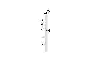 Western blot analysis of lysate from T47D cell line, using HOXA10 Antibody (Center) (ABIN654234 and ABIN2844067). (HOXA10 Antikörper  (AA 244-271))