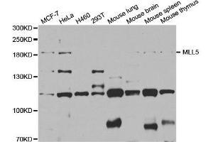 Western Blotting (WB) image for anti-Myeloid/lymphoid Or Mixed-Lineage Leukemia 5 (Trithorax Homolog) (MLL5) antibody (ABIN1877128) (MLL5/KMT2E Antikörper)