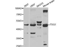 Western blot analysis of extracts of various cell lines, using TDO2 antibody (ABIN5974096) at 1/1000 dilution. (TDO2 Antikörper)