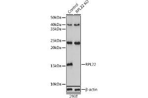 Western blot analysis of extracts from normal (control) and RPL22 knockout (KO) 293T cells, using RPL22 antibody (ABIN6128682, ABIN6147119, ABIN6147120 and ABIN6224925) at 1:3000 dilution. (RPL22 Antikörper  (AA 1-122))