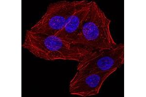 Immunofluorescence analysis of Hela cells using RBBP7 mouse mAb. (RBBP7 Antikörper  (AA 1-200))