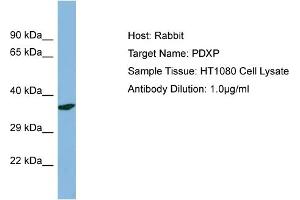 Host: Rabbit Target Name: PDXP Sample Type: HT1080 Whole Cell lysates Antibody Dilution: 1. (PDXP Antikörper  (N-Term))