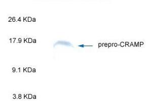 Western Blot Analysis of Prepro-CRAMP (cathelin-related antimicrobial peptide) by ANTI_CRAMP by Mouse Antibody. (Cathelicidin Antikörper  (AA 140-173))