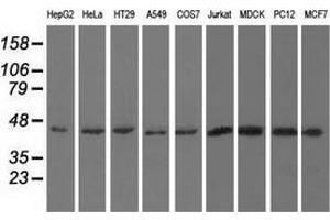 Western blot analysis of extracts (35 µg) from 9 different cell lines by using anti-UHMK1 monoclonal antibody.