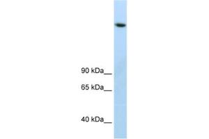 Western Blotting (WB) image for anti-Lysine (K)-Specific Demethylase 3B (KDM3B) antibody (ABIN2461878) (KDM3B Antikörper)
