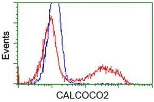 HEK293T cells transfected with either RC203843 overexpress plasmid (Red) or empty vector control plasmid (Blue) were immunostained by anti-CALCOCO2 antibody (ABIN2453988), and then analyzed by flow cytometry.