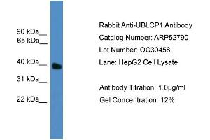 WB Suggested Anti-UBLCP1  Antibody Titration: 0.