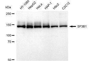 Western blotting analysis using SF3B1 antibody (ABIN7800424). (Rekombinanter Splicing Factor 3B (Subunit 1) Antikörper)