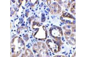 Immunohistochemistry of ACE2 in human kidney tissue with ACE2 antibody at 2 μg/ml. (ACE2 Antikörper  (Intermediate Domain 2))