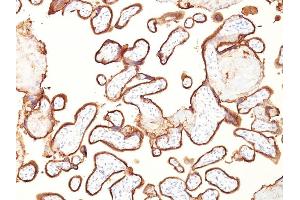 Formalin-fixed, paraffin-embedded human placenta stained with PLAP Mouse Monoclonal Antibody (GM022). (PLAP Antikörper)