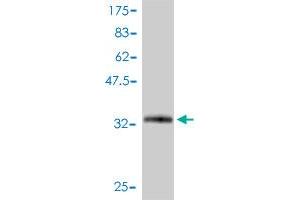 Western Blot detection against Immunogen (34. (SNRPG Antikörper  (AA 1-76))