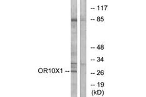 Western blot analysis of extracts from COLO cells, using OR10X1 Antibody. (OR10X1 Antikörper  (AA 216-265))