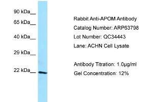 Western Blotting (WB) image for anti-Apolipoprotein M (APOM) (C-Term) antibody (ABIN2789630) (Apolipoprotein M Antikörper  (C-Term))