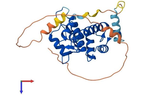 Calpain S1 Protein (AA 1-268) (His tag)